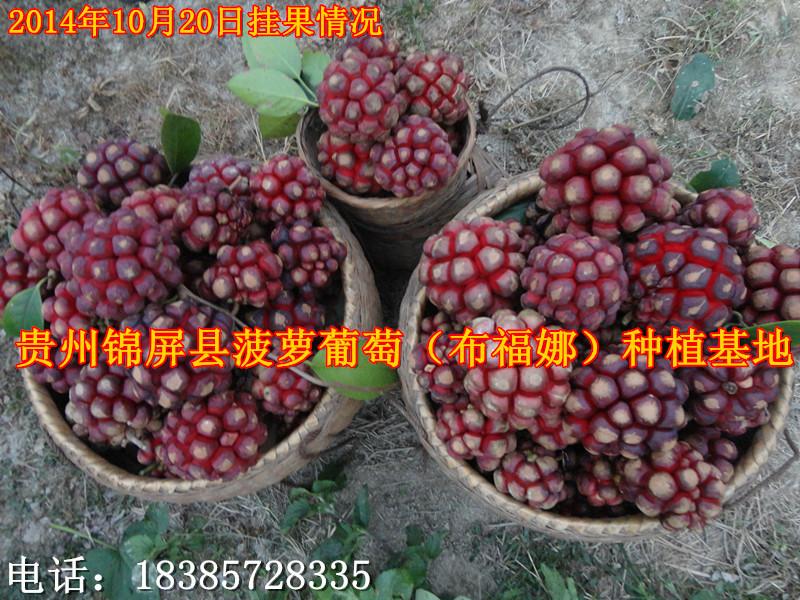 黔东南苗族侗族自治州太原菠萝葡萄种植基地厂家