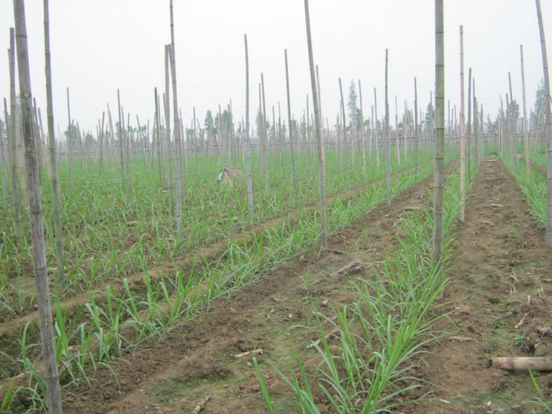 供应购蔗种送整套高产黄皮甘蔗种植技术，买蔗种送高产技术
