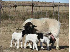 杜泊绵羊第一胎怀孕的母羊多少钱批发