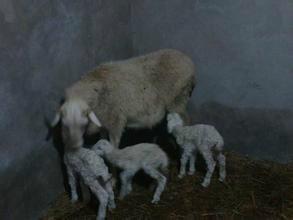 供应3-4个月小尾寒羊羊羔价格-优质小尾寒羊羊羔多少钱