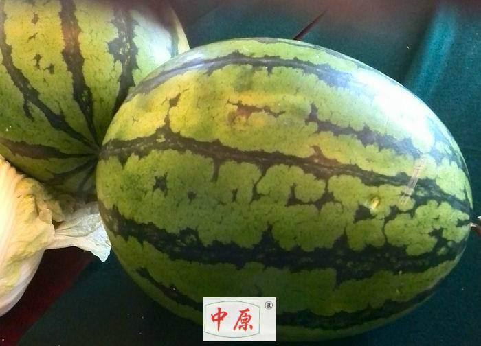 郑州市西瓜种子系列厂家
