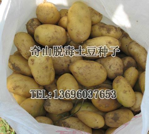 供应为农户提供优质高产的高标准种薯  盛-奇脱毒土豆原一代种子 
