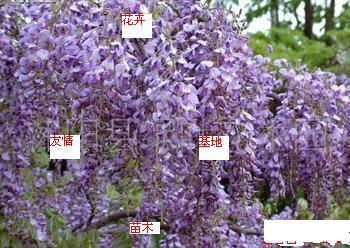 中国紫藤苗木种植园，江苏火蓝紫藤批发基地