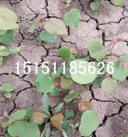 供应江苏巨紫荆种子/2014年新采摘的巨紫荆种子绿色的/质量保证货到