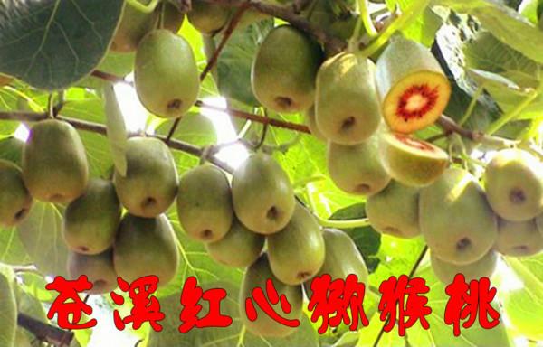 贵州哪里能买到红心猕猴桃苗木供应贵州哪里能买到红心猕猴桃苗木？贵州哪里有红心猕猴桃苗木卖？