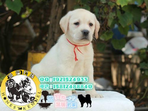 广州拉布拉多犬一只多少钱 广州诚信狗场在哪个位置