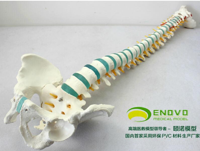 人体脊柱模型批发