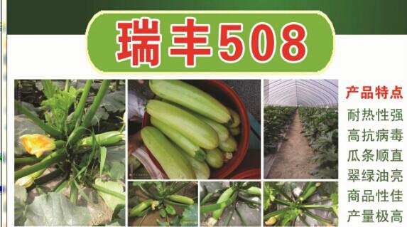 越夏耐高温翠绿西葫芦瑞丰508越夏耐高温翠绿西葫芦瑞丰508