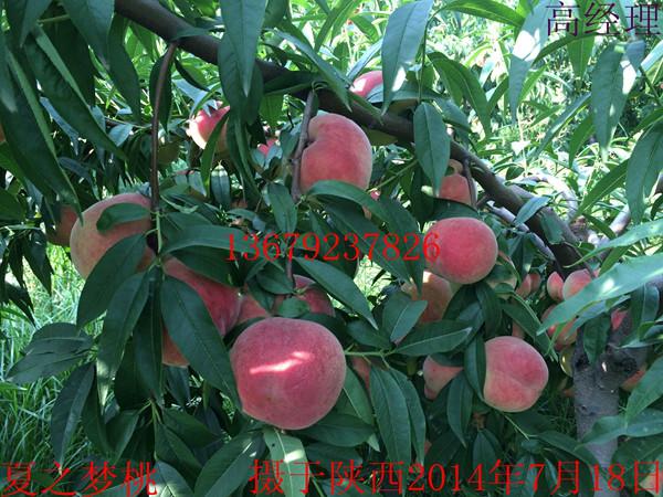 巨红冬桃苗/陕西苹果代办/青苹糖高/耐涝的果树/核桃生料贸易商