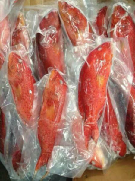 供应特价进口菲律宾东星斑鱼图片