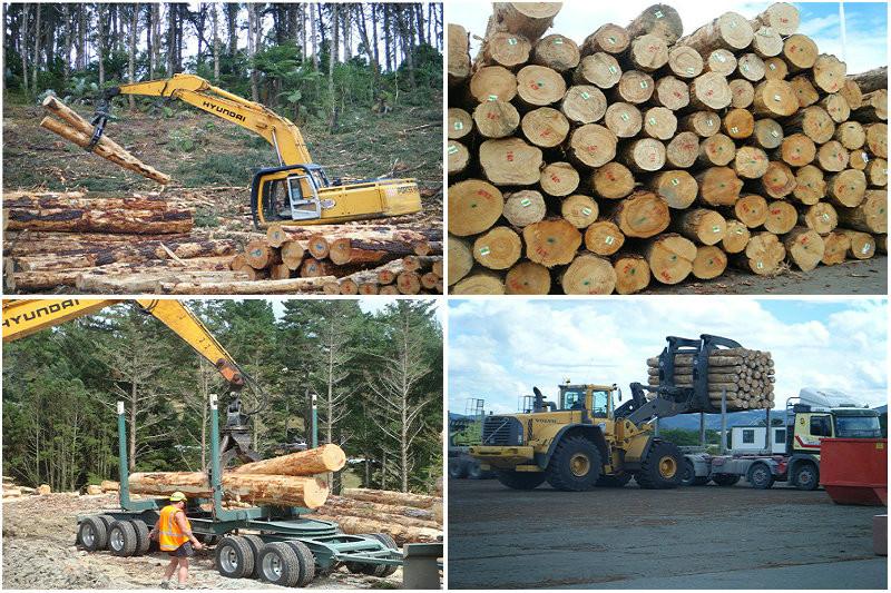加拿大铁杉价格供应加拿大铁杉价格