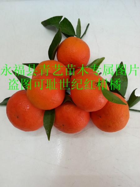 柑橘_柑橘供货商_供应比美国糖橘好的柑橘品
