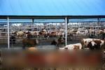 供应山西省大型牛厂夏洛莱母牛价格