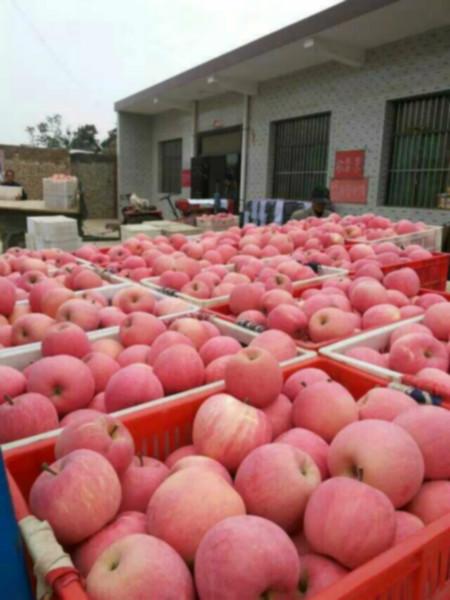 大量出售山东沂水优质红富士苹果，红富士批发价格图片