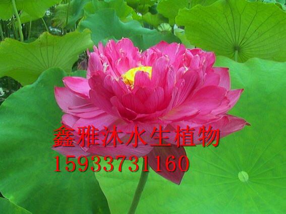 供应观赏荷花种植厂家应，安新县鑫雅沐水生植物种植专业合作