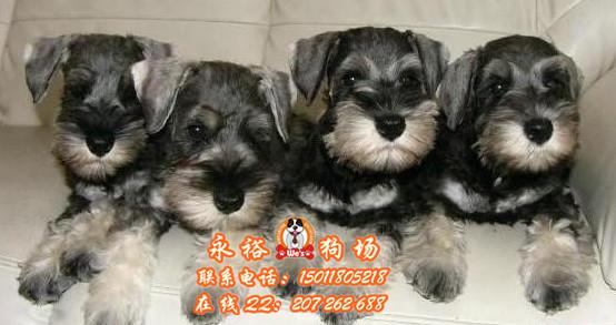 供应广州雪纳瑞大概价钱广州哪里有纯种雪纳瑞犬卖 纯种雪纳瑞图片