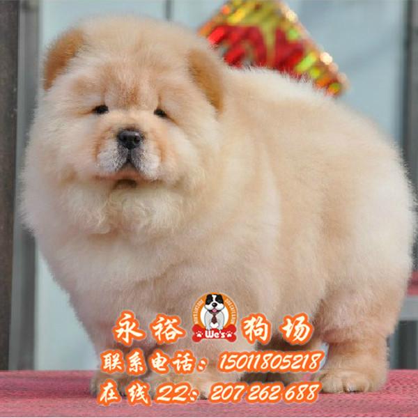 供应广州松狮大概价钱 广州纯种松狮犬多少钱一只 广州哪里有松狮犬