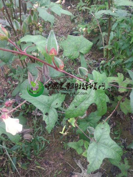 金花葵种子供应金花葵种子 菜芙蓉种植 野芙蓉蔬菜 特色种子
