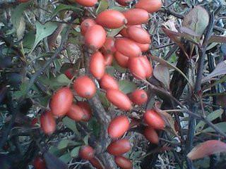 供应红叶小檗种子，红叶小檗种子价格，红叶小檗种子批发
