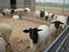 供应杜泊绵羊养殖常年供应杜泊绵羊
