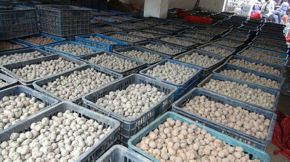 供应毕节地区魔芋种子，魔芋种子哪有卖的。魔芋种子供应商