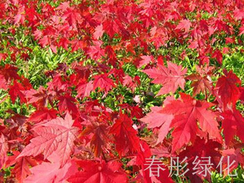 供应红点红枫是美国红枫园艺品种