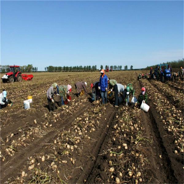 供应马铃薯种子批发-荷兰十五土豆种子