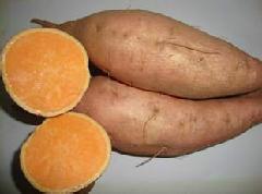 供应德州烤地瓜专用薯批发，德州烤地瓜专用薯种植基地