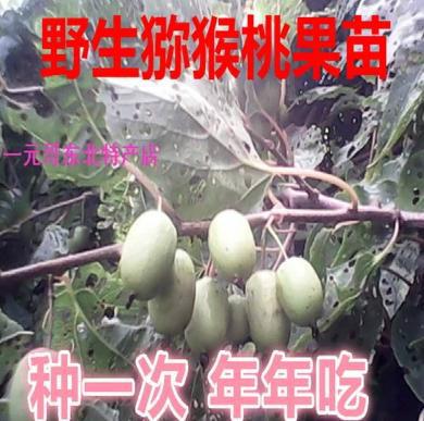 供应软枣猕猴桃果树苗