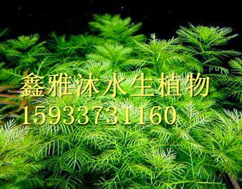 沉水植物种植/苦草/伊乐藻/狐尾藻/金鱼藻等种植与销售厂家