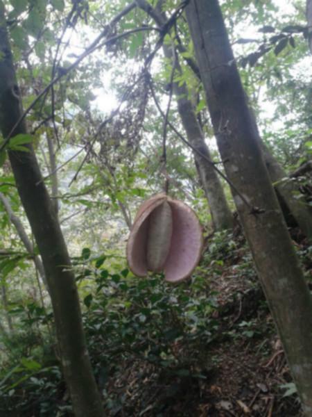 供应用于中药材水果的浙江来喜三叶木通 八月瓜  土香蕉图片
