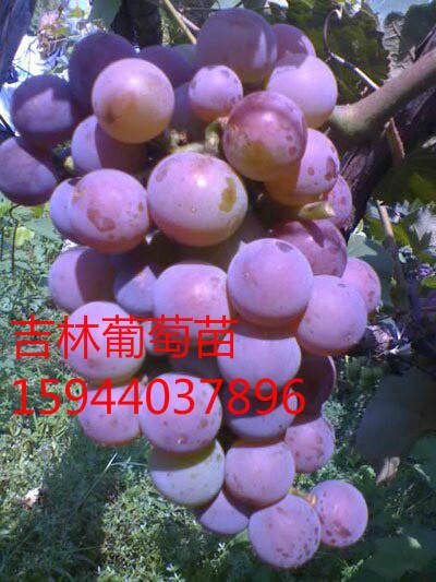 供应蜜汁葡萄苗，蜜汁葡萄苗价格，吉林省出售蜜汁葡萄苗，长春蜜汁葡萄苗图片