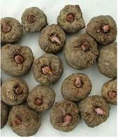 供应云南魔芋种100-200克，花魔芋，魔芋，魔芋种，魔芋种植技术