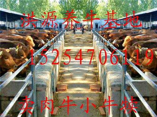 供应纯种肉牛 肉牛犊 小牛价格 小黄牛多少钱