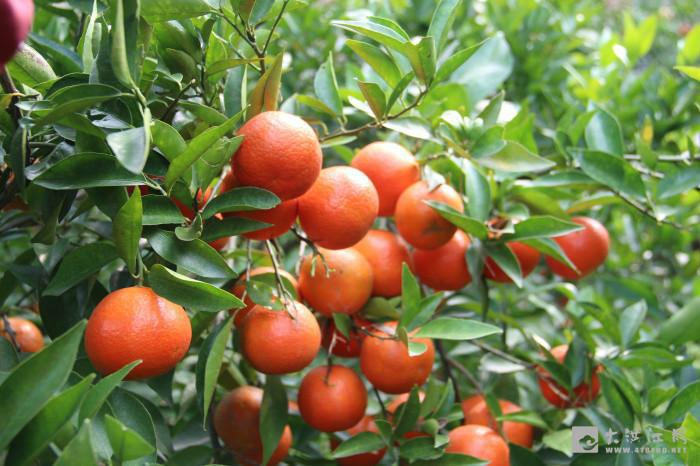供应用于种植的广西东方红橘果苗东方红橘种苗批发