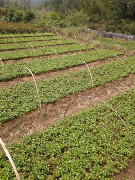 供应桂花苗供应商，河南桂花苗供应商电话，河南桂花苗种植