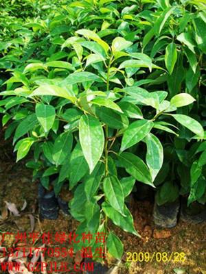 华南最大的优质樟树苗种植基地批发