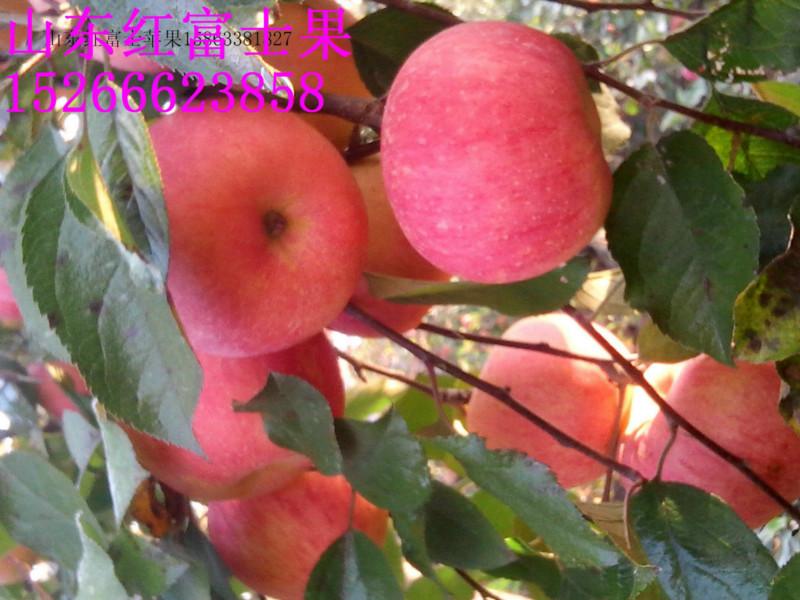 供应红富士苹果，山东红富士苹果价格，山东红富士苹果基地
