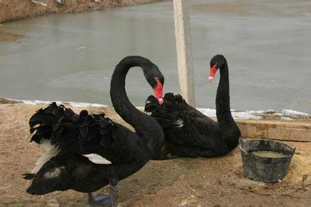 供应活体黑天鹅，黑天鹅养殖场，哪里有卖观赏黑天鹅的