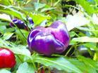 供应食用和盆栽观赏俱佳南瓜椒种子