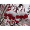 供应冬红海棠又名长寿果冬红果雪红果