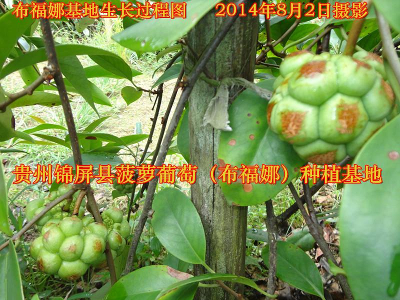 黔东南苗族侗族自治州赣州菠萝葡萄种苗价格厂家
