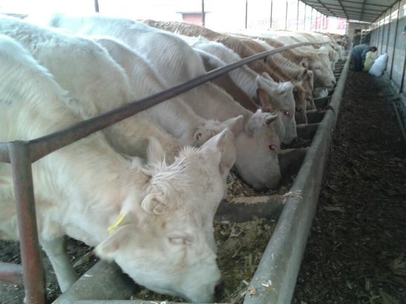 供应用于养殖的山西西门塔尔肉牛场