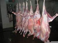 供应冷冻羊肉最新报价 羊排经销 图片
