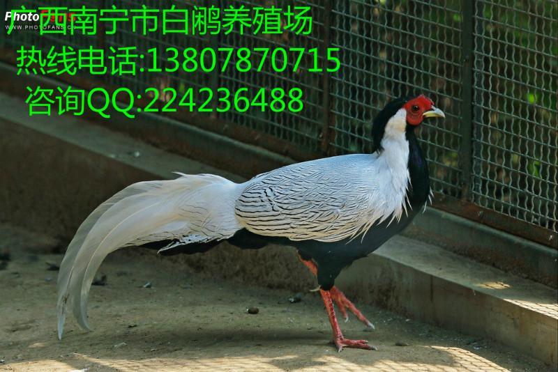 广西白鹇鸡养殖场批发