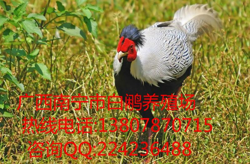 养殖场_养殖场供货商_供应广西白鹇鸡养殖场