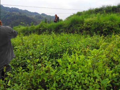 供应广西柳州高产软枝油茶嫁接苗