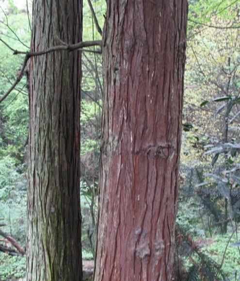 一级杉树原木图片|一级杉树原木样板图|一级杉