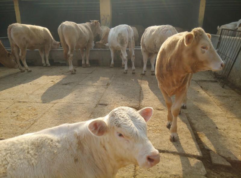 黑龙江哪里有大型肉牛养殖基地批发