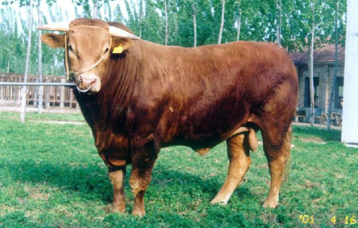 供应纯种鲁西黄牛肉牛最新价格养殖技术